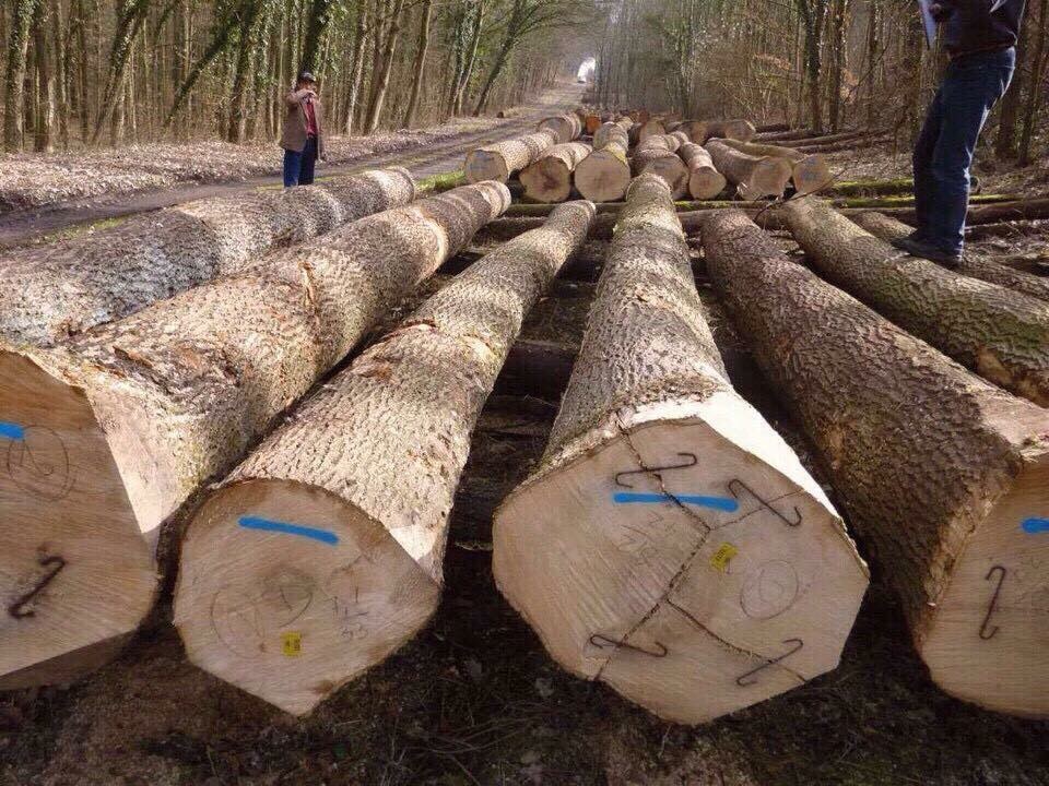 White-ash-logs